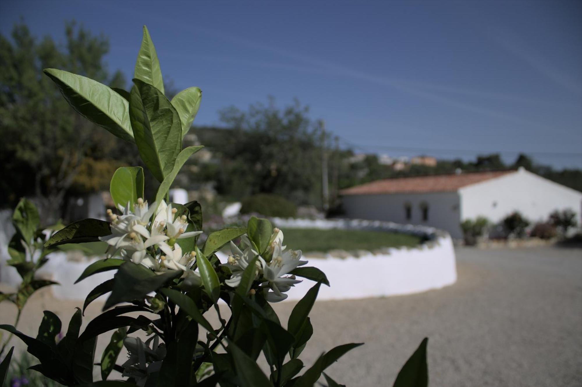 Suite Swimming Pool Quinta Da Eira 140 Years Old Λουλέ Εξωτερικό φωτογραφία